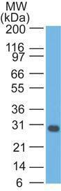 Western blot analysis of Jurkat cell lysate using Anti-Bcl-X Antibody [2H12]