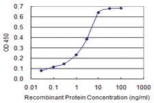 Anti-IL1B Mouse Monoclonal Antibody [clone: 2E8]