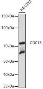 Western blot analysis of extracts of NIH/3T3 cells, using Anti-Apc6 Antibody [ARC2053] (A306640) at 1:1,000 dilution The secondary antibody was Goat Anti-Rabbit IgG H&L Antibody (HRP) at 1:10,000 dilution Lysates/proteins were present at 25 µg per lane