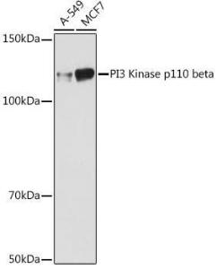 Western blot analysis of extracts of various cell lines, using Anti-PI3 Kinase p110 beta Antibody [ARC0703] (A309440) at 1:1,000 dilution