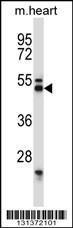 Anti-SYT7 Rabbit Polyclonal Antibody (AP (Alkaline Phosphatase))