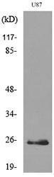 Western blot analysis of lysate from U87 cells using Anti-UCHL1 Antibody