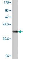 Anti-GFI1B Mouse Polyclonal Antibody