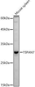 Antibody anti-TSPAN7 100 µl