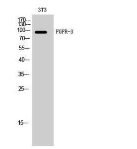 Antibody anti-FGFR3 100 µg