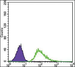 Anti-TUBB3 Mouse Monoclonal Antibody [clone: 2E9]