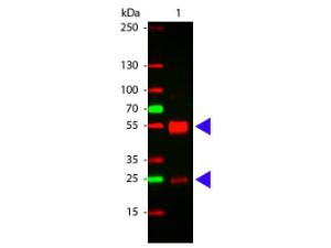 Anti-IgG Rabbit polyclonal antibody