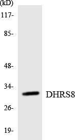 Western blot analysis of the lysates from RAW264.7 cells using Anti-DHRS8 Antibody