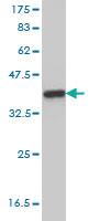 Anti-NDN Mouse Monoclonal Antibody [clone: 3C1]