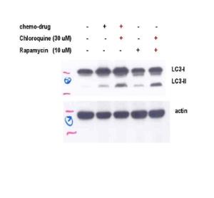 Anti-MAP1LC3A Rabbit Polyclonal Antibody