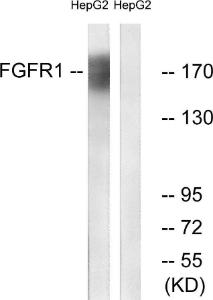 Western blot analysis of lysates from HepG2 cells using Anti-FGFR1 Antibody. The right hand lane represents a negative control, where the antibody is blocked by the immunising peptide.