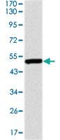 Anti-UBB Mouse Monoclonal Antibody [clone: 3C12]