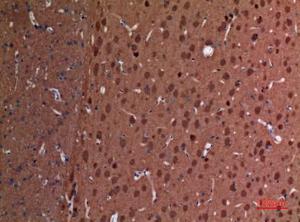 Immunohistochemical analysis of paraffin-embedded rat brain using Anti-UCHL1 Antibody