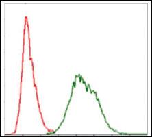 Anti-UBB Mouse Monoclonal Antibody [clone: 3C12]