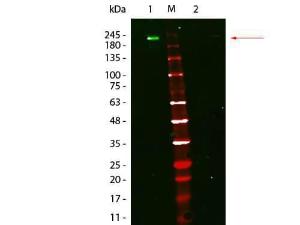 Anti-IgG Rat Mouse monoclonal antibody (DL800) [clone: eB144]