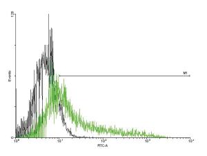 Anti-IL1R1 Mouse Polyclonal Antibody