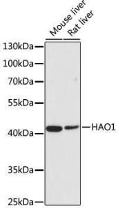 Western blot analysis of extracts of various cell lines, using Anti-HAO1/GOX Antibody (A11977) at 1:500 dilution The secondary antibody was Goat Anti-Rabbit IgG H&L Antibody (HRP) at 1:10,000 dilution Lysates/proteins were present at 25 µg per lane