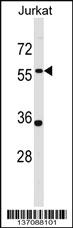 Anti-PANX1 Rabbit Polyclonal Antibody