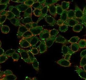 Immunofluorescent analysis of PFA-fixed HeLa cells stained with Anti-ERK2 Antibody [PCRP-MAPK1-1D1]  followed by Goat Anti-Mouse IgG (CF&#174; 488) (Green) Membrane stained with Phalloidin