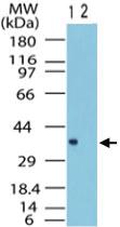 Anti-FPR1 Rabbit Polyclonal Antibody