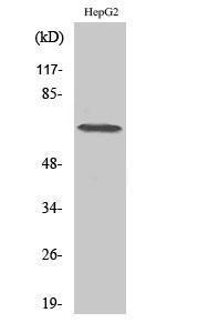 Western blot analysis of various cells using Anti-DDX52 Antibody