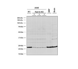 Western blot analysis of Human, mouse A549 WT and KO cells, MEF, mouse brain cells showing detection of RAB1A protein using Anti-Rab1A Antibody [4G10] (A304717) at 1:1,00