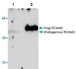 Anti-TICAM2 Rabbit Polyclonal Antibody