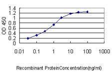 Anti-FLNA Mouse monoclonal antibody [clone: 4E10-1B2]