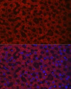 Immunofluorescence analysis of rat liver cells using Anti-HAO1/GOX Antibody (A11977) at a dilution of 1:100 (40x lens) DAPI was used to stain the cell nuclei (blue)