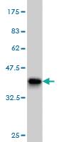 Anti-PPIE Mouse Monoclonal Antibody [clone: 2F5]