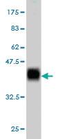 Anti-AZIN1 Mouse Monoclonal Antibody [clone: 8B9]