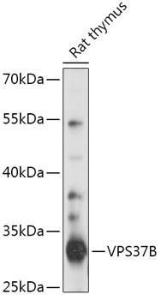 Antibody A306650-100 100 µl