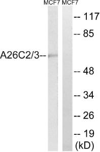 Antibody A98693-100 100 µg