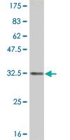 Anti-RETN Mouse Monoclonal Antibody [clone: 5E8]