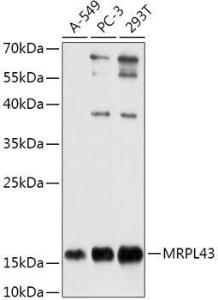 Western blot analysis of extracts of various cell lines, using Anti-MRPL43 Antibody (A306652) at 1:1000 dilution. The secondary Antibody was Goat Anti-Rabbit IgG H&L Antibody (HRP) at 1:10000 dilution. Lysates/proteins were present at 25 µg per lane