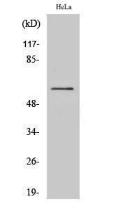 Western blot analysis of various cells using Anti-B-RAF Antibody