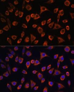 Immunofluorescence analysis of L929 cells using Anti-MRPL43 Antibody (A306652) at a dilution of 1:100. DAPI was used to stain the cell nuclei (blue)