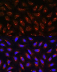 Immunofluorescence analysis of U-2 OS cells using Anti-MRPL43 Antibody (A306652) at a dilution of 1:100. DAPI was used to stain the cell nuclei (blue)