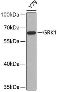 Anti-GRK1 Rabbit Polyclonal Antibody