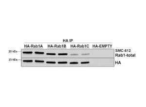 Antibody A304718-100 100 µg