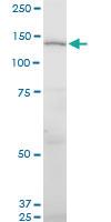 Anti-UNC13D Mouse Monoclonal Antibody [clone: 2C7]