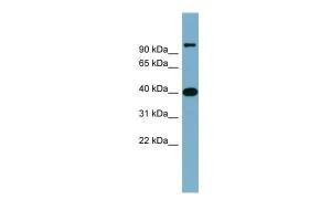 Anti-CCNDBP1 Rabbit Polyclonal Antibody