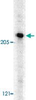 Anti-CASP8AP2 Rabbit Polyclonal Antibody