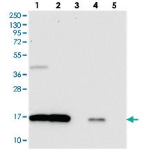 Anti-OCIAD2 Rabbit Polyclonal Antibody