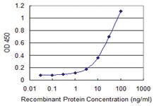 Anti-UNC13D Mouse Monoclonal Antibody [clone: 2C7]