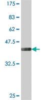 Anti-GALNT9 Mouse Polyclonal Antibody