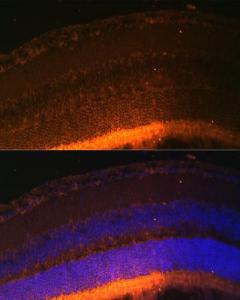 Anti-GRK1 Rabbit Polyclonal Antibody