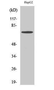 Western blot analysis of various cells using Anti-DDX51 Antibody