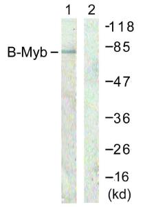 Western blot analysis of lysates from A549 cells using Anti-B-Myb Antibody. The right hand lane represents a negative control, where the antibody is blocked by the immunising peptide.