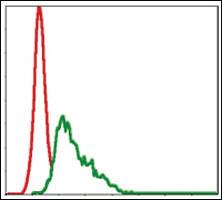 Anti-UBE2I Mouse Monoclonal Antibody [clone: 1B10]